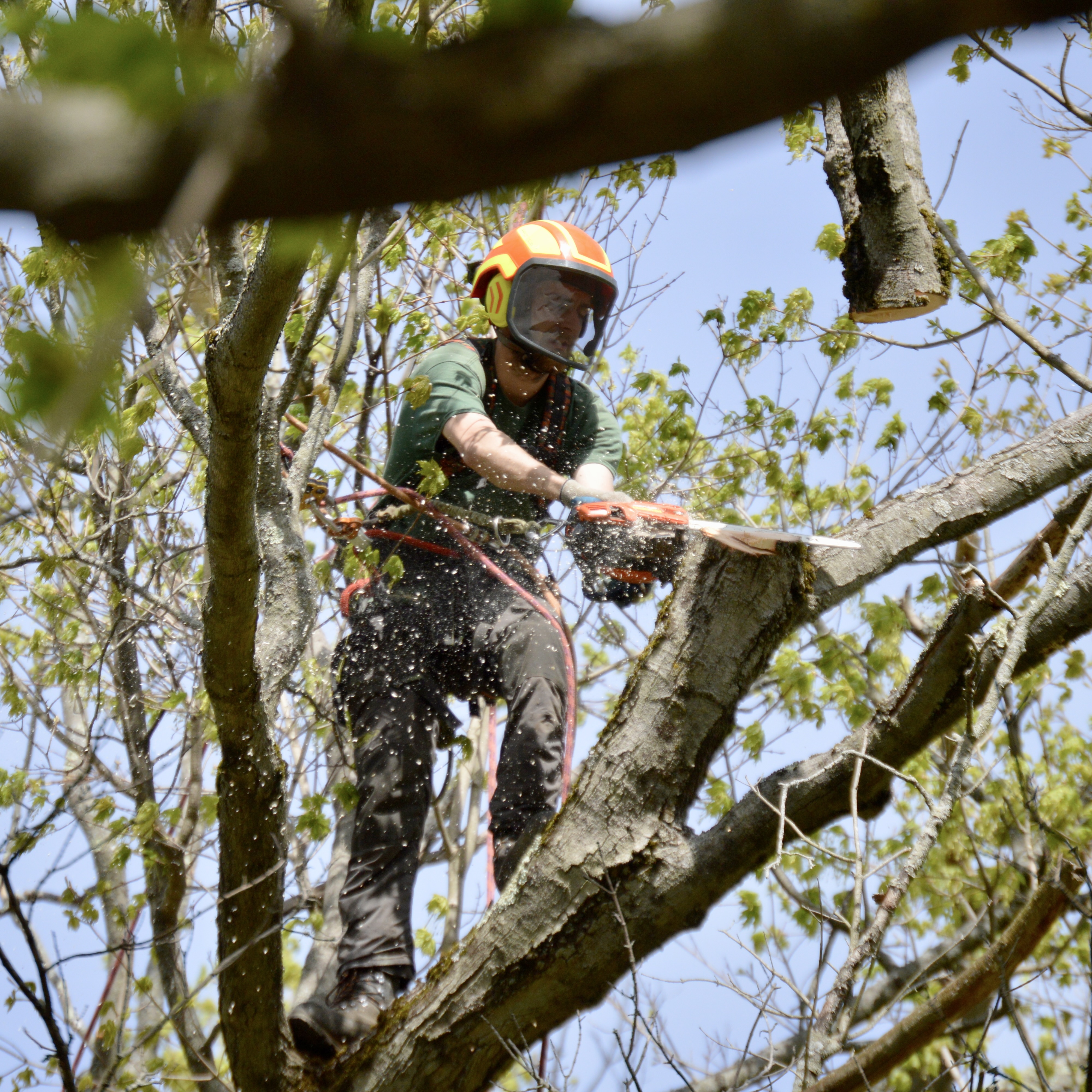 A photo of an arborist at work on a tree in the Brattleboro Common.