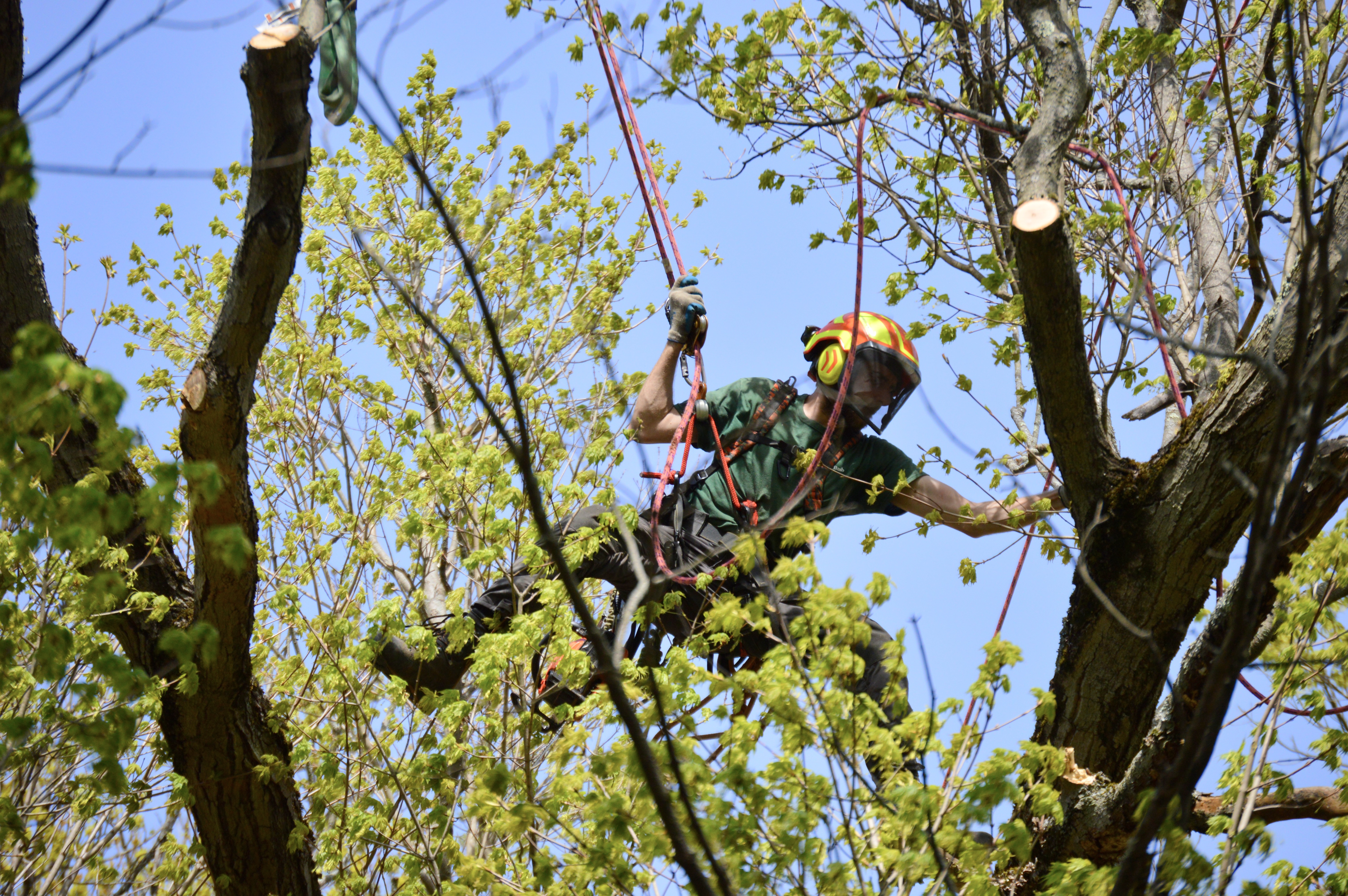 A photo of an arborist at work on a tree in the Brattleboro Common.